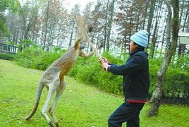 上海野生动物园袋鼠事件，意外背后的反思