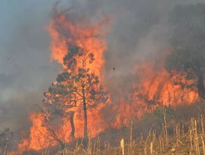 谣言下的真相，四川凉山森林大火事件解析