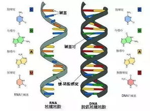 揭秘DNA鉴定，从原理到实践的全过程