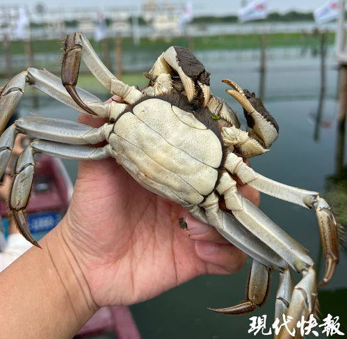 阳澄湖大闸蟹遭遇台风风波，官方回应引关注