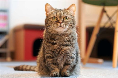 关于女子与流浪猫贴贴被咬伤眼部的文章