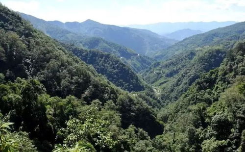 哀牢山神秘科考之旅，鸟叫声如人语之谜