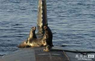 导盲犬的海底奇遇，探索盲人与海洋的和谐共处