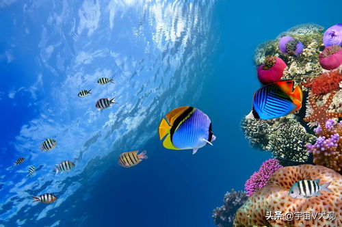 探索信友水妖精，揭秘水中的神秘生物及其生态价值