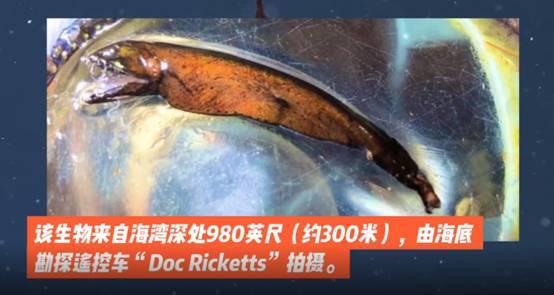 探索信友水妖精，揭秘水中的神秘生物及其生态价值