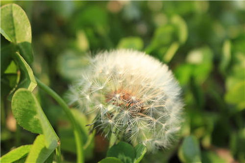 植物界的旅行家，揭秘植物种子的传播奥秘