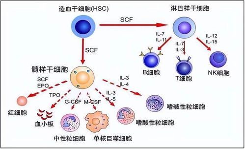 了解淋巴细胞，高计数背后的秘密