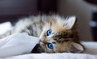 贪睡母女猫，揭秘猫咪的睡眠习惯及其对人类生活的启示