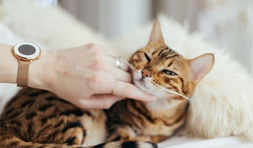 贪睡母女猫，揭秘猫咪的睡眠习惯及其对人类生活的启示