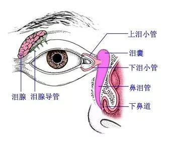 眼睛流泪是怎么回事，揭秘泪腺的秘密