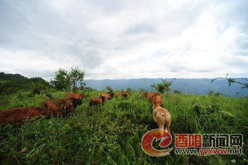 探秘自然，梅花鹿养殖基地的生态奥秘与经济价值