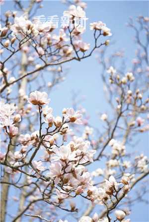 上海的市花—白玉兰，城市精神的象征与文化价值