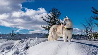 雪地灵犬3，探索未知世界的忠诚伙伴