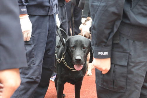 猛犬俱乐部论坛，揭秘犬类爱好者的线上圣地