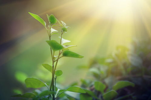 绿色植物，地球的绿色守护者