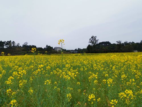 绿色田野上的金色希望，农业种植补贴的奥秘