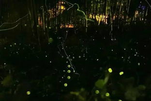 夜幕下的舞者，揭秘萤火虫的神秘光芒