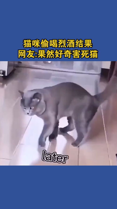 好奇害死猫，结局的启示与生活的智慧