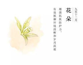 晚香玉的神秘面纱，揭开其背后的历史与文化