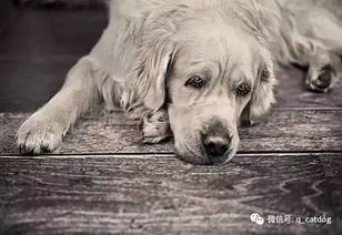 狗与人的深厚情谊，高清图片大全与背后的情感故事