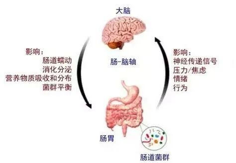 探索人体奥秘，揭秘肠子的长度与健康