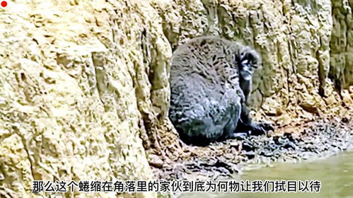 亚马逊河的神秘生物，探索自然界的杀手排行榜