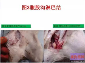 猪链球菌病，养猪业的隐形杀手，如何预防与控制？