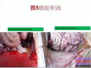 猪链球菌病，养猪业的隐形杀手，如何预防与控制？