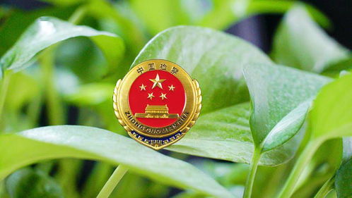 法治融屏，数字化时代的法律守护者
