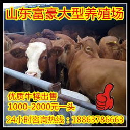 屠宰场杀牛，揭秘背后的真相与道德困境