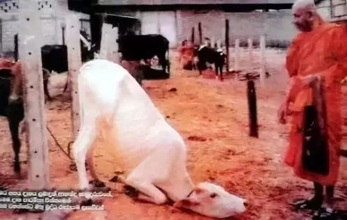 屠宰场杀牛，揭秘背后的真相与道德困境