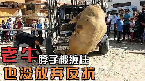 屠宰场杀牛，揭秘背后的真相与道德困境